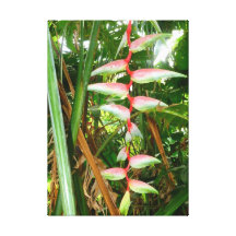 Hawaianska Heliconia Sträckta Kanvas Tryck