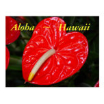 Hawaianska röda Anthuriumblommor Vykort
