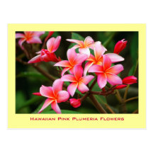 Hawaianska rosa Plumeriablommor, Maui Vykort