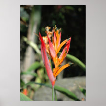 Hawaii floror affischer