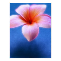 Hawaii för rosa- & blåttPlumeriaFrangipani blomma Vykort