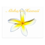 Hawaii PlumeriaAloha vykort