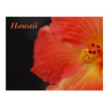 Hawaii tropisk blomma vykort