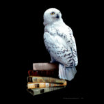 Hedwig på bokar affischer