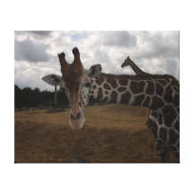 Hejer? Giraff Sträckt Canvastryck