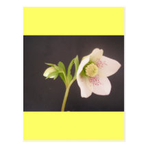 Helleboreblommakort Vykort