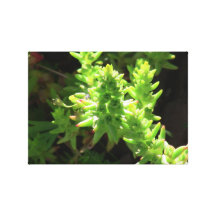 HelvetekanjonIdaho flora planterar botanik Sträckt Canvastryck