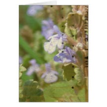 Henbit Kort