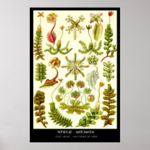 Hepaticae-Marchantia - plätera 82 - Kunstformen de Affisch