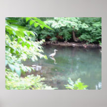 Heron på Fenway Print
