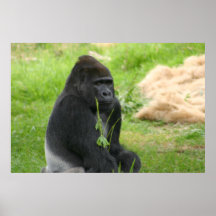 Herr Silverbacktryck Posters