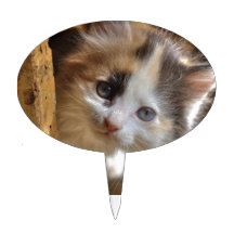 HeterochromiaCalicokattunge Cake Topper