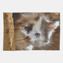 HeterochromiaCalicokattunge Handukar