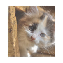 HeterochromiaCalicokattunge Memo Notepads