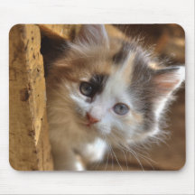 HeterochromiaCalicokattunge Mus Mattor