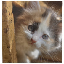 HeterochromiaCalicokattunge Näsduk