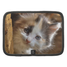 HeterochromiaCalicokattunge Personlig Almanackor Av Folio