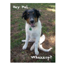 Hey Pal, Whazzup?! Vykort