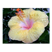 hibiskus 16 vykort