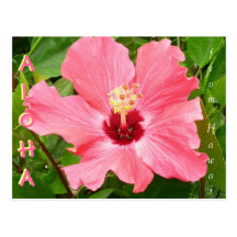 Hibiskus i Hawaii rosa korallfärg Vykort