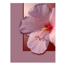 Hibiskus Vykort