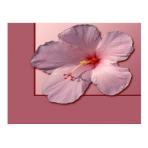 Hibiskus Vykort