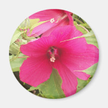 hibiskusmagnet kylskåpmagneter