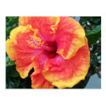 Hibiskusvykort