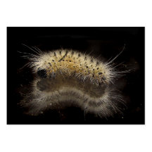 HickorytuvaCaterpillar ATC Visitkort Mall