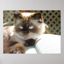 Himalayan katt affisch