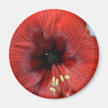 Hippeastrum Rapido Magneter