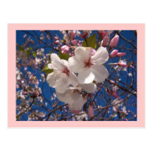 Hjärtformade Sakura Vykort