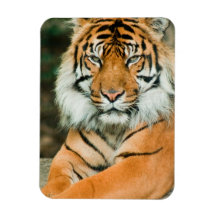 Högvärdig magnet för orange tiger