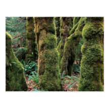 Hoh regnskog, olympisk nationalpark, Washington Vykort