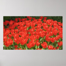Holland tulpan posters