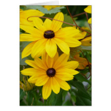 Homochroma för Blackeyed Susan Rudbeckiahirta F. Hälsnings Kort