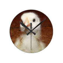 Hönabonde - babykött eller feg chick för ägg vägg klockor