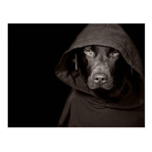 Hooded Labrador Vykort