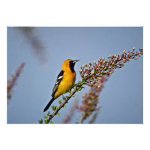 Hooded Oriole i rosa blommor för Ocotillo Anpassningsbara Inbjudningskort