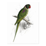 Hooded Parrakeet av Edward Lear Vykort