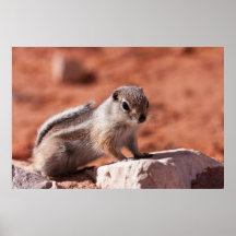Hoppfull utkik print
