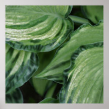 Hosta Posters