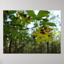 höstforestleafes affisch