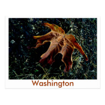 höstlöv, Washington Vykort