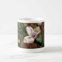 Hövdad tulpan tre kaffe koppar