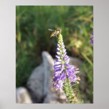 HoverFly Affisch