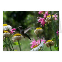 Hummingbird 4 hälsningskort