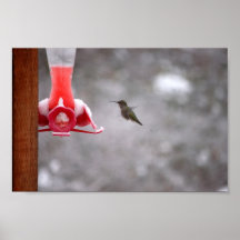 Hummingbird Affischer