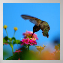 Hummingbird Affisch