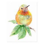 Hummingbird fågel, natur, djurliv, vykort